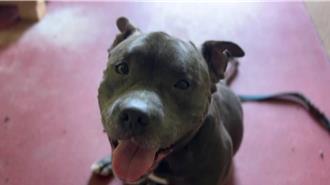 屏东恶霸犬咬柴柴遭没入 被认养竟「再度犯案」