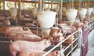 豬肉每公斤價格破百！養豬協會：反映短缺不是常態