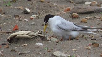 睽違2年 竹圍漁港小燕鷗回來了