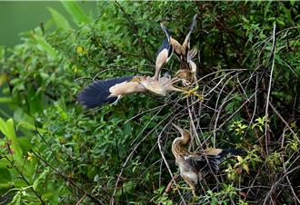 影》黃小鷺入住台東鷺鷥湖 浮島築巢育嬰 產4隻鳥寶寶