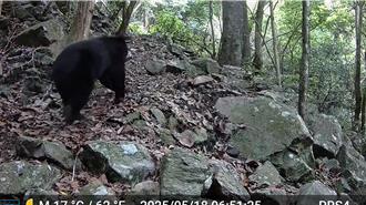 台中南勢部落組巡守隊 二度捕捉黑熊現身畫面