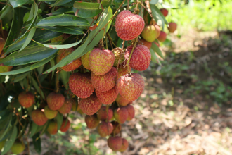 荔枝一下就變黑 達人教1招保存 放10天還新鮮