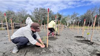 天然更新＋人工補植！林試所為鹽害地復育找出路