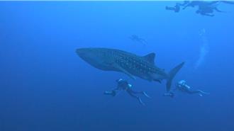 墾丁海域喜見「溫柔巨人」 3米鯨鯊與潛水教練伴遊超驚艷