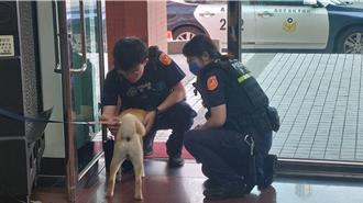 桃園柴犬深夜迷途　熱心民眾送警局！派出所盼飼主領回