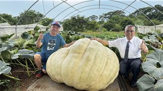 全國大南瓜賽13日在淡水登場 4冠王僅剩「獨苗」迎戰