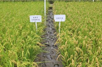 台梗9號遇勁敵！新米種「台東36號」口感抗病更優