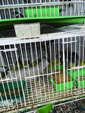 陸三部門進一步打擊違法放生行為