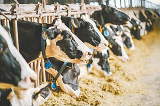 偽鮮奶充斥難辨 酪農批打壓生計