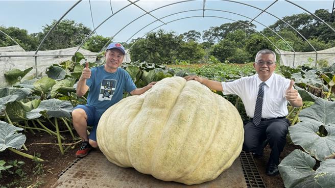 淡水農會總幹事高忠11日拜訪瓜農林建訓，關心今年大南瓜長勢。（張鎧乙攝）