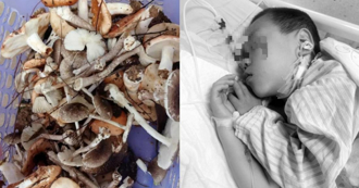 吃到毒蘑菇一家6口食物中毒 5歲兒生前對爸爸說9字全場淚崩