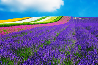 台灣旅客限定！入住北海道星野TOMAMU度假村 免費機場接送再遊美瑛富良野