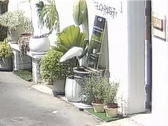 家門水缸孔雀魚屢遭竊   里長調監視器抓賊   真兇畫面曝「氣笑了」