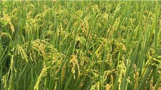 台東一期稻作收割遇暴雨 稻穀倒伏 果農憂釋迦裂果