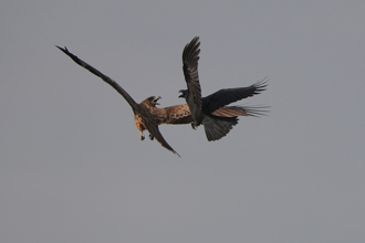 猛禽叼鯊魚引爆「空戰」 烏鴉亂入圍攻 上演搶食大戲