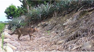 石虎保育里程碑！彰化自治條例通過 專家籲落實棲地保護