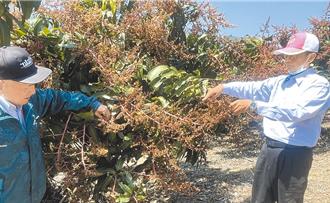 獨家》金煌芒果遭寒流重創歉收 北農拍出每公斤120元高價