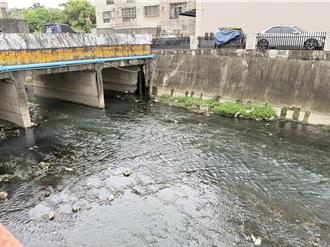 高雄大寮排水溝成死魚墳場 惡臭薰天引民怨 水利局將整治