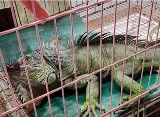 「酷斯拉」現蹤南投7區域 縣府推綠鬣蜥移除教戰守則