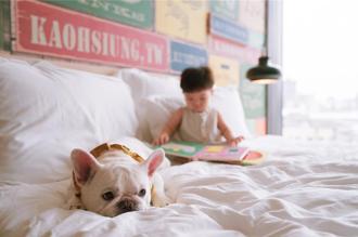 高雄英迪格攜手法國皇家 推奢寵旅宿照護體驗