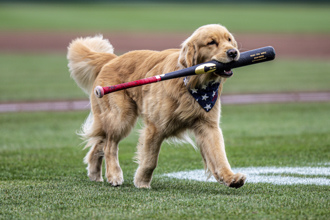 MLB》國民「球僮狗狗」升大聯盟！撿棒成功率100％萌翻全場