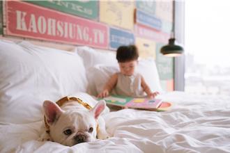 寵物友善 飯店推出萌寵夏日專案