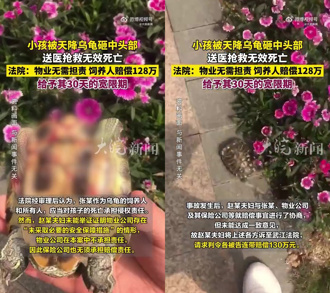 烏龜從天降砸死2歲童 陸飼主判賠526萬分期償還