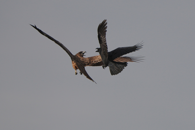 男子在球場上目睹兩隻烏鴉圍攻一隻鷹隼，沒想到下一秒一尾錘頭鯊竟直接墜落地面。（示意圖：Shutterstock／達志）