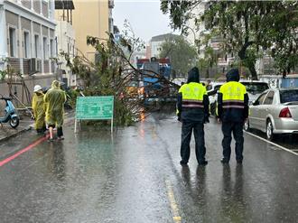 台南大雨2路樹倒塌意外 汽車遭毀損校方恐賠償