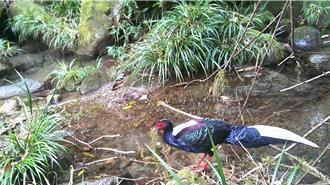 山羌、藍腹鷴過溪覓食 南投加走寮溪治理獲國際肯定
