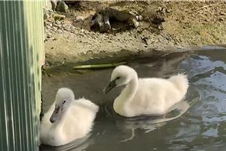 台灣首見白化疣鼻天鵝珍稀現身 苗栗繁殖場成功孵化