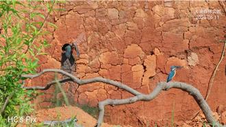 翠鳥成功育雛！桃園八德大湳森林公園土堤改造有成