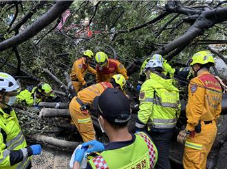 逢甲大学路树倒塌意外！疑因午后大雨 学生遭压1死3伤