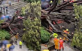 逢甲大学榕树倒塌  硕一生惨遭压死！ 「严重变形」伤势曝