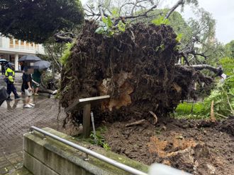 逢甲大学榕树压死硕一生！女友目击现场 叫唤他已无反应