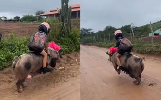 野豬騎士來了？巴西小男孩「騎豬上學」 逗趣畫面曝光