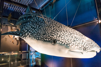 孫子看到豆腐鯊問「這是什麼魚」 阿公思考10秒回2字笑翻1萬人