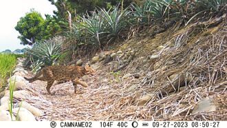彰化縣通過石虎保育自治條例