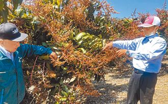 高雄 金煌芒果收成慘 北農拍出高價