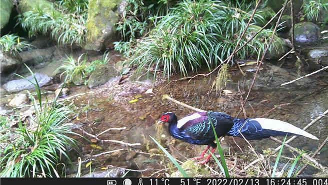 加走寮溪保育治理工程打造層理型水域，曾拍到藍腹鷴簽遷移覓食。（林保署南投分署提供／楊靜茹南投傳真）