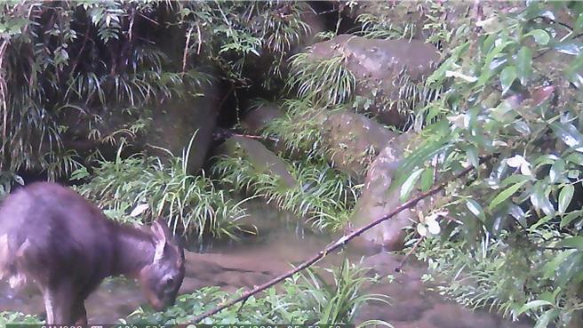 加走寮溪保育治理工程串聯高低差棲地，方便長鬃山羊等野生動物遷移覓食。（林保署南投分署提供／楊靜茹南投傳真）