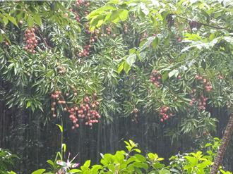 台中荔枝盛产季遇连日大雨 果农忧放晴「壳爆」影响收成