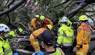 熱愛半導體大二轉系 遺憾！逢甲大學榕樹倒害男碩生枉死