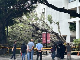 逢甲碩一生遭榕樹壓斃 招魂現場家屬哭斷腸