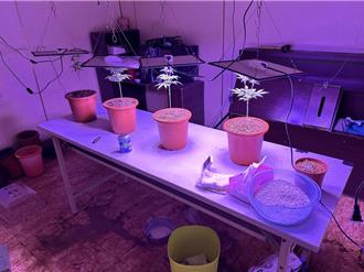 台南男不卖牛肉麵改种大麻 未卖出遭查获重判5年半