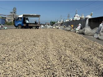 雲林花生採收季小心通過！7鄉鎮規劃194處合法曬場