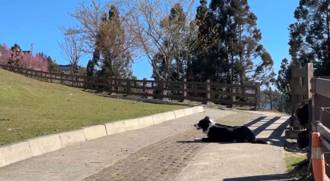 影》清境農場新萌物！巨型牧羊犬氣球登場 「何名」送住宿券