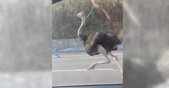 四川司機回家路上偶遇「追風鴕鳥」 主人領回笑稱：牠跟同伴打架離家出走