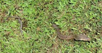 眼镜蛇繁殖期 台南1个月抓破百只 专家提醒1件事