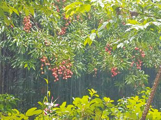 台中 荔枝豐收遇暴雨 農民憂日曬殼爆
